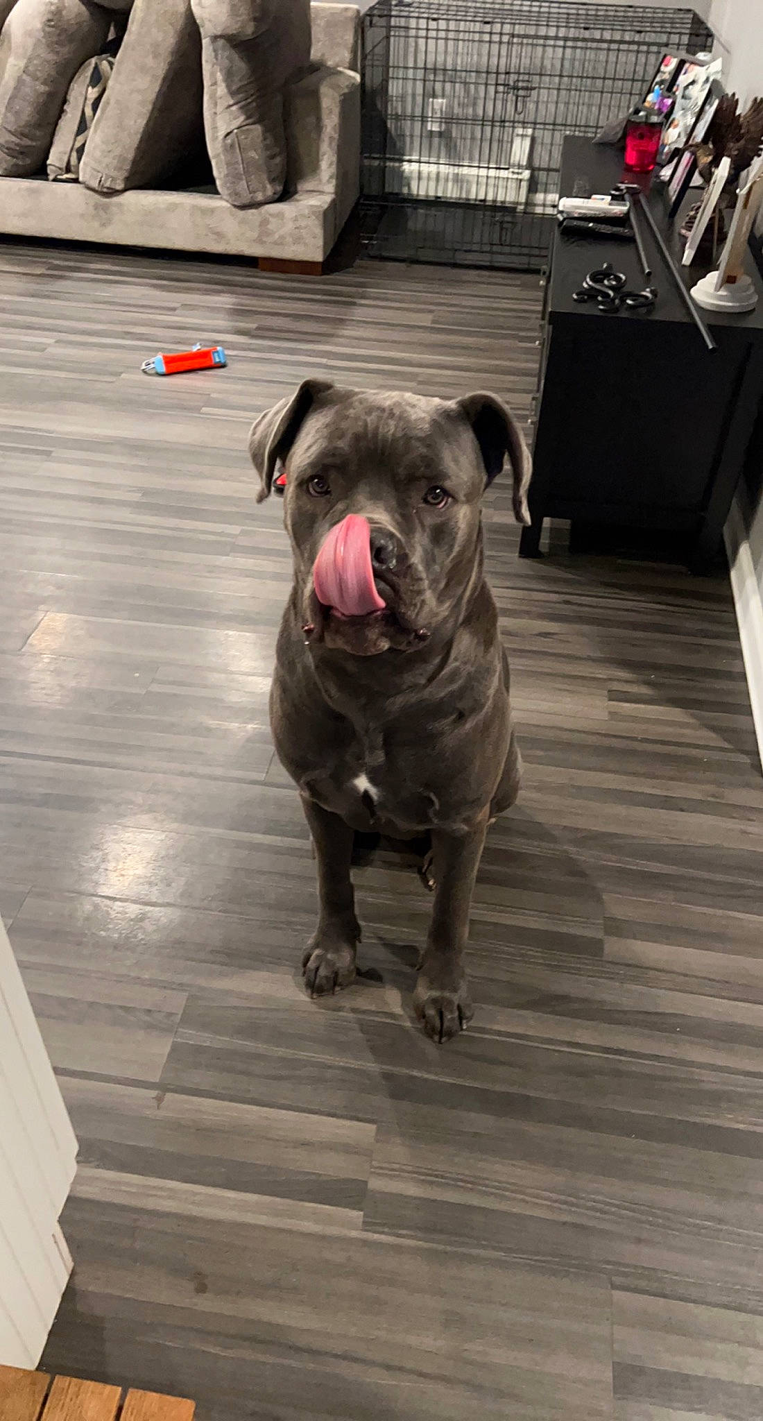 Diesel is registered to the contest to win money with this photo: canidae, carnivore, companion_dog, dog, dog_breed, dog_collar, fawn, floor, flooring, fur, grey, hardwood, plank, pug, snout, sporting_group, tail, wood, wood_flooring, working_animal