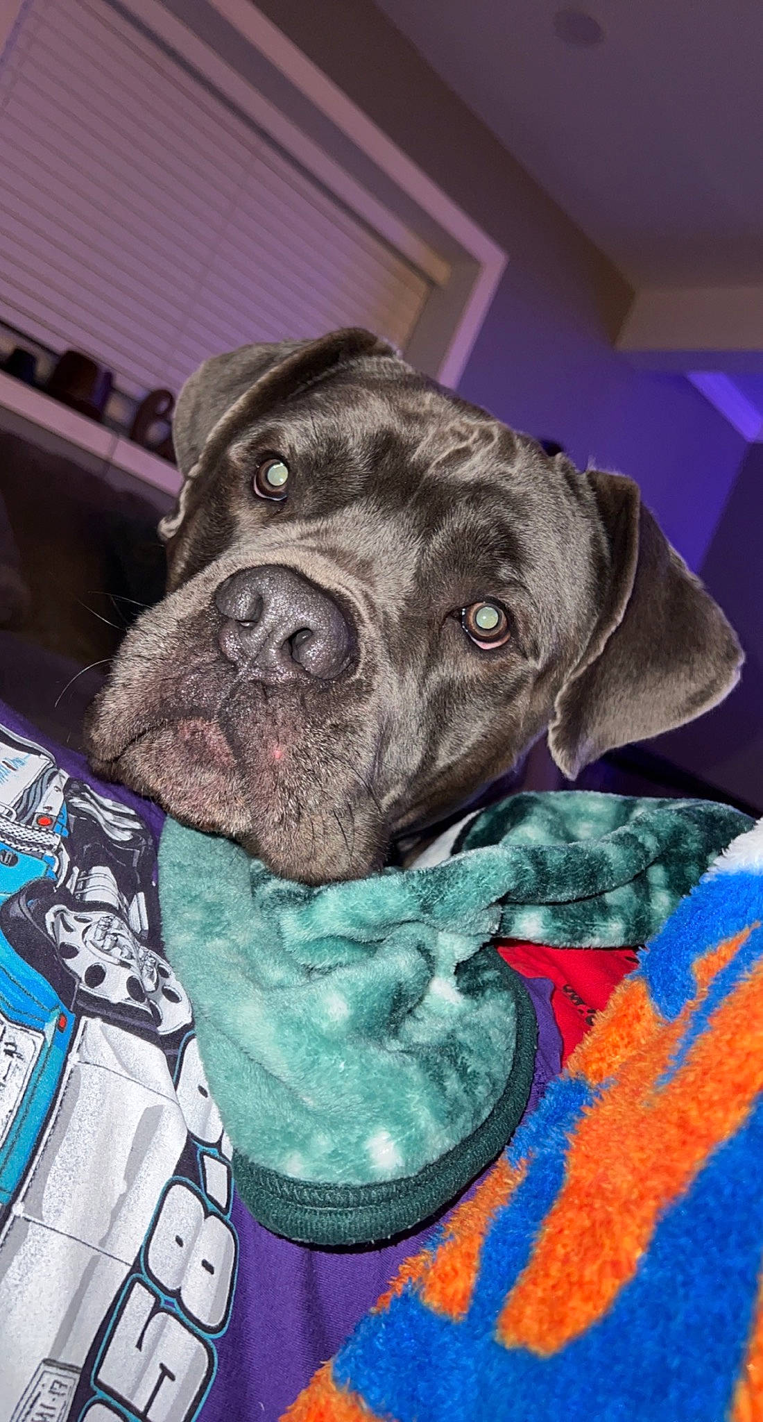 Diesel is registered to the contest to win money with this photo: borador, canidae, carnivore, collar, comfort, companion_dog, dog, dog_breed, dog_supply, electric_blue, fur, guard_dog, liver, non_sporting_group, pet_supply, sporting_group, terrestrial_animal, whiskers, working_animal