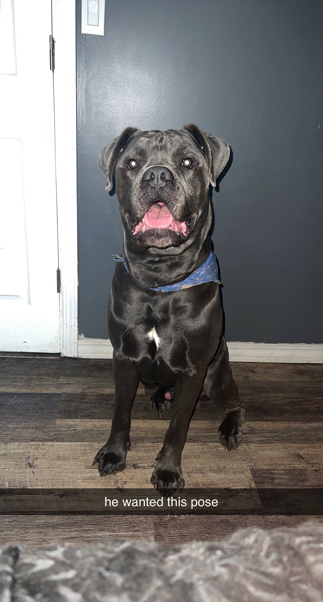 Diesel joined the competition — help win amazing prizes! borador, canidae, carnivore, collar, companion_dog, dog, dog_breed, dog_collar, door, fawn, fur, grey, guard_dog, molosser, non_sporting_group, snout, sporting_group, whiskers, working_animal, working_dog
