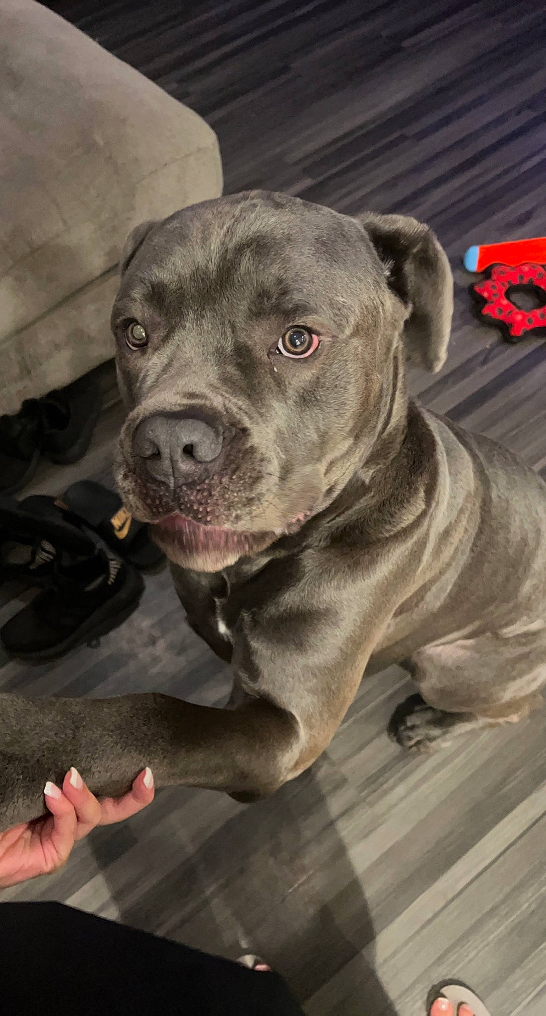 Diesel is registered to the contest to win money with this photo: canidae, carnivore, collar, companion_dog, dog, dog_breed, dog_collar, fawn, fur, guard_dog, molosser, non_sporting_group, snout, sporting_group, terrestrial_animal, whiskers, window, working_animal, working_dog