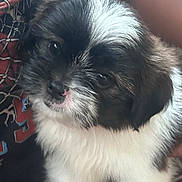 Mylo joined the competition — help win amazing prizes! adorable, animal, black_and_white, close_up, clothing, companion, cute, dog, domestic_animal, face, fluffy, fur, human_arm, indoor, nose, pet, puppy, shirt, sitting, young