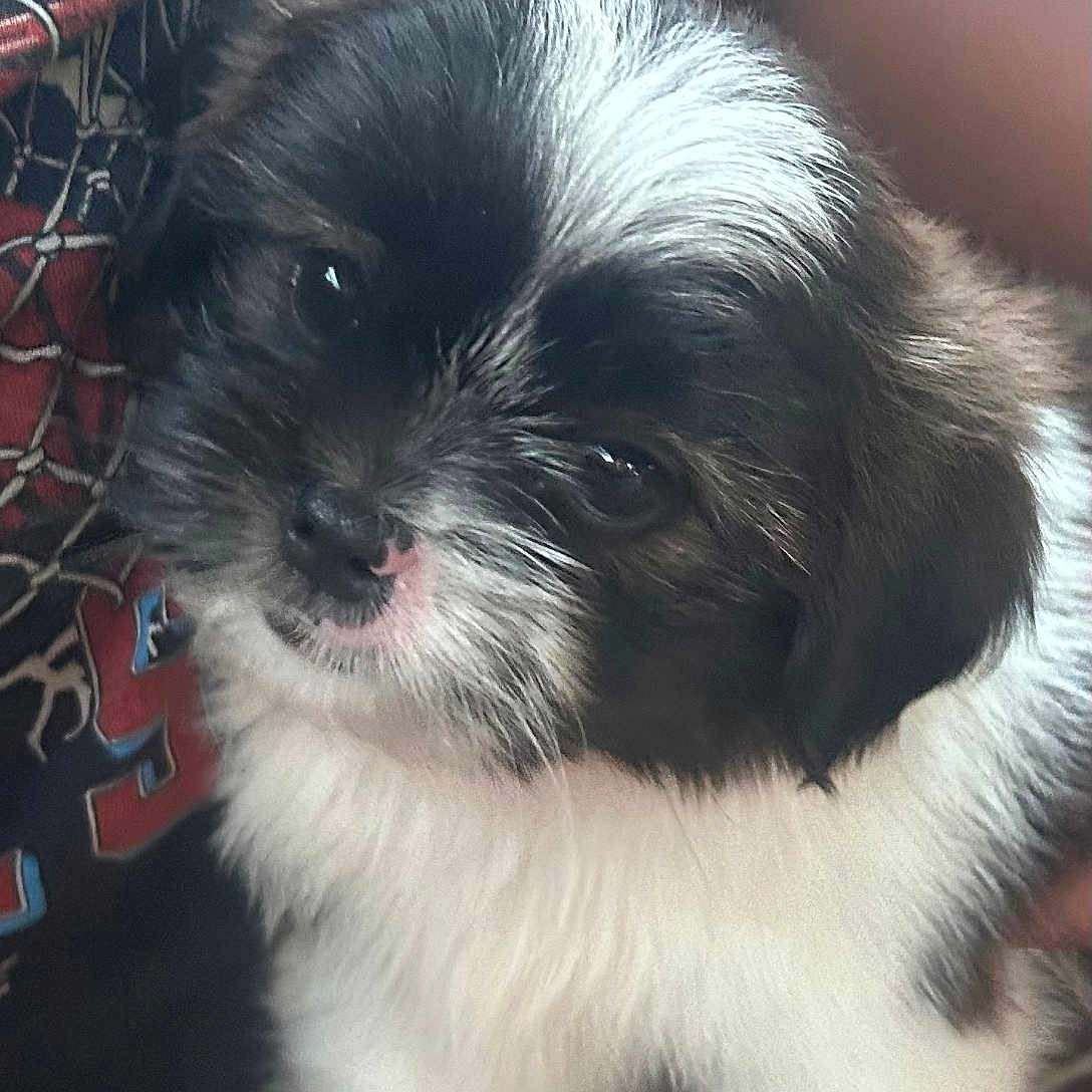 Mylo