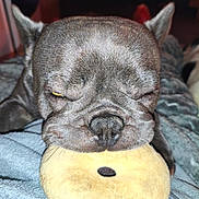 Ulk a rejoint le concours — aidez-le/la à gagner de superbes lots ! animal, blanket, canine, close_up, companion, cozy, cute, dog, ears, fur, home, indoor, pet, plush_toy, relaxed, resting, sleepy, snout, soft, toy