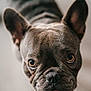 Ulk participe au concours pour gagner de l'argent avec cette photo : animal, background_blur, canine, close_up, curious, cute, dog, domestic, ears, eyes, face, french_bulldog, fur, indoor, looking_up, mammal, pet, portrait, snout, wrinkles
