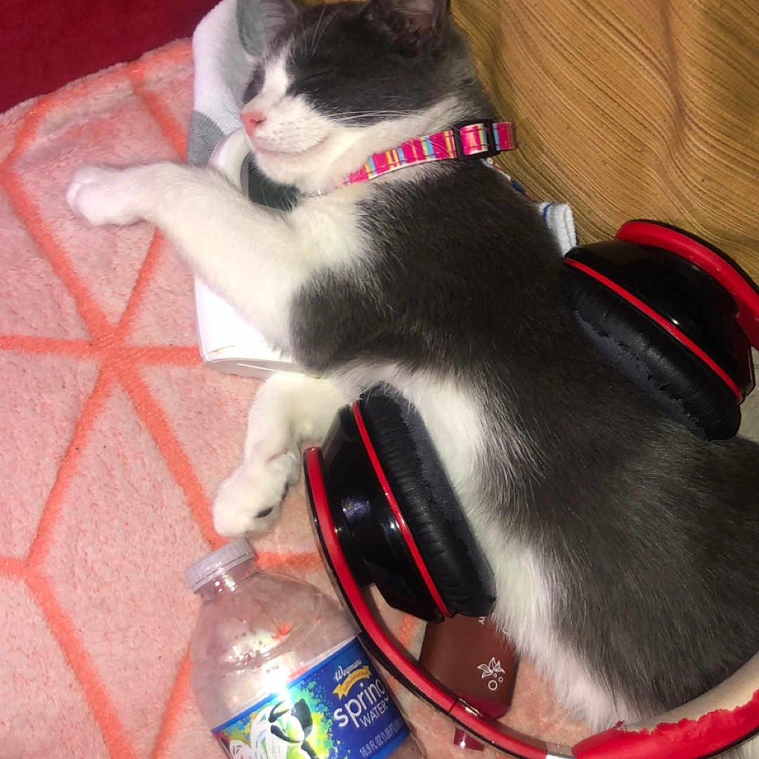 Legs is registered to the contest to win money with this photo: accessories, animal, beverage, bottle, cat, couch, cushion, electronics, furniture, headphones, kitten, leash, manx, mineralwater, person, pet, sleeping, strap, tin, waterbottle