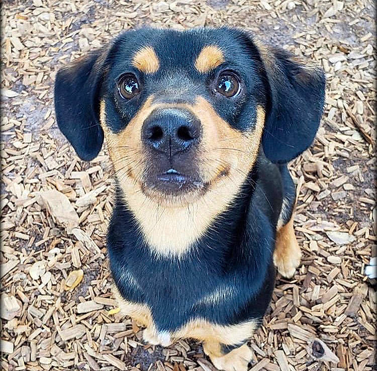 Dexter is registered to the contest to win money with this photo: canidae, carnivore, companion_dog, dog, dog_breed, electric_blue, fawn, fur, puppy, snout, sporting_group, terrestrial_animal, whiskers, working_animal