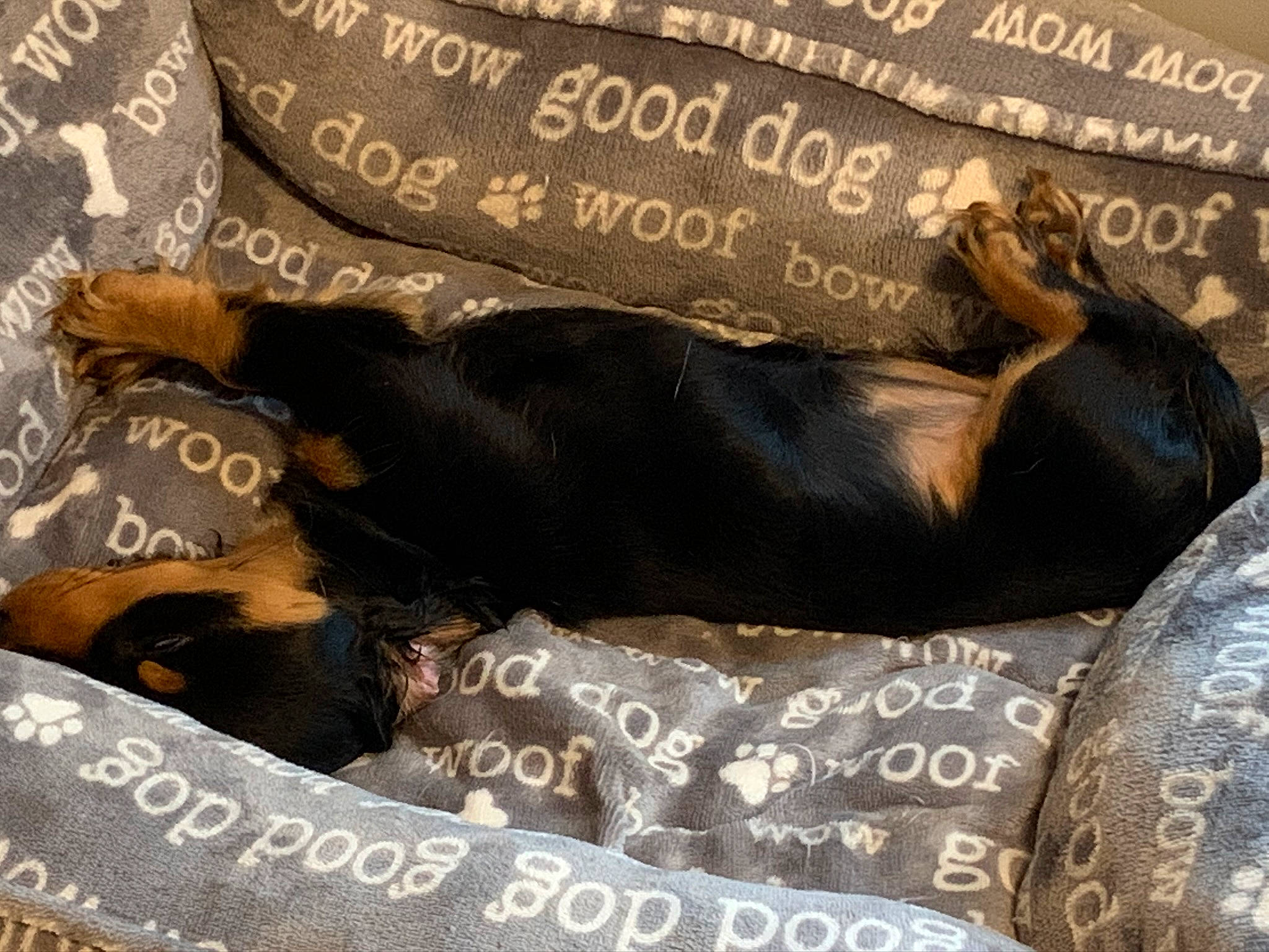 Dj is registered to the contest to win money with this photo: bed, bedding, canidae, carnivore, comfort, companion_dog, dog, dog_breed, fawn, font, fur, grey, linens, liver, nap, snout, sporting_group, tail, terrestrial_animal, working_animal