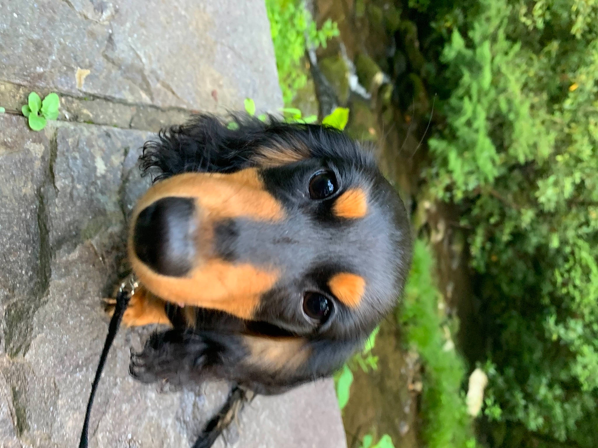 Dj joined the competition — help win amazing prizes! canidae, carnivore, dog, dog_breed, fur, grass, guard_dog, jungle, palm_tree, plant, snout, terrestrial_animal, tree, trunk, whiskers, wildlife, wood, working_dog