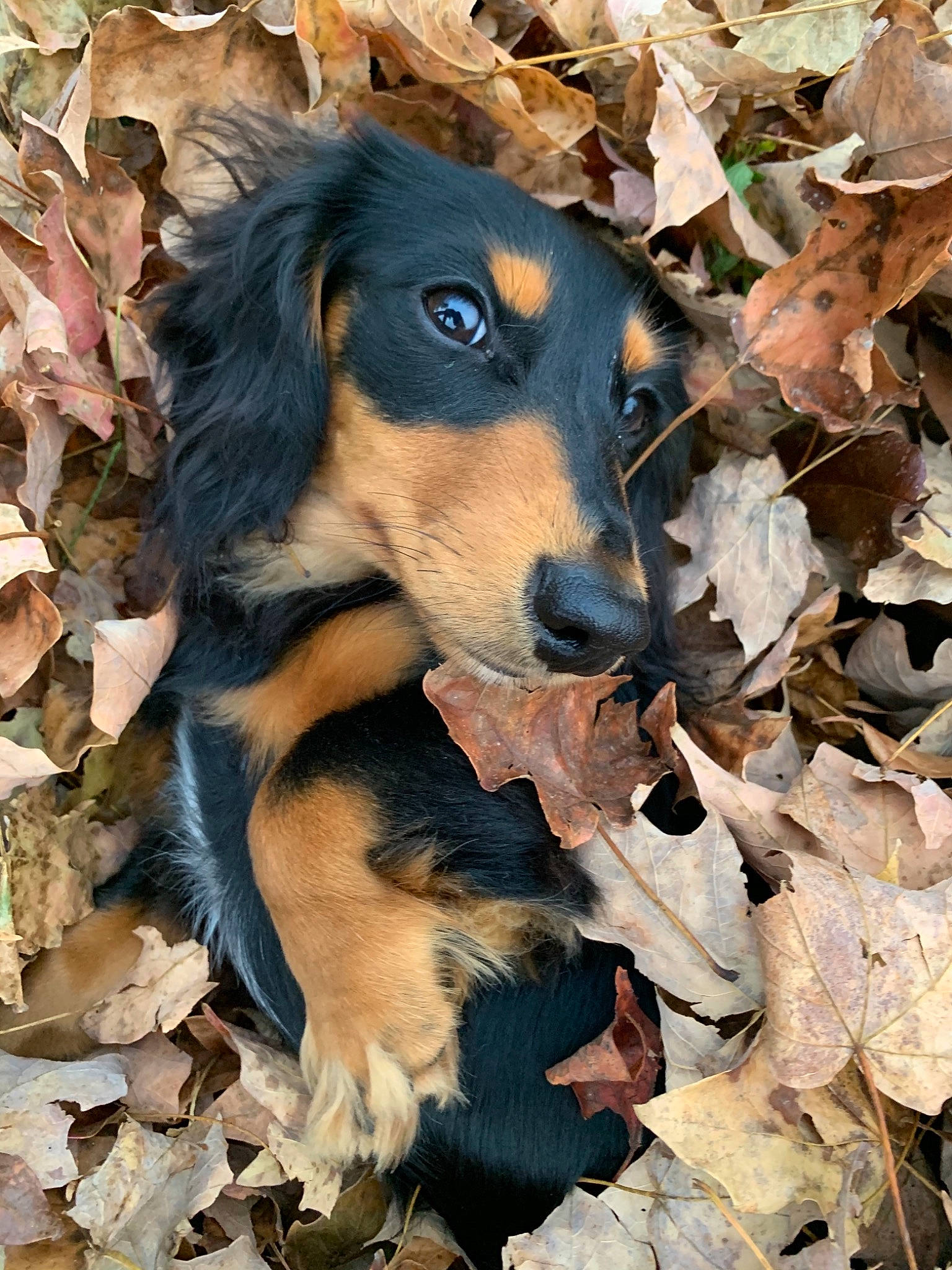 Dj joined the competition — help win amazing prizes! canidae, carnivore, companion_dog, dog, dog_breed, fawn, fur, hound, hunting_dog, natural_material, snout, sporting_group, terrestrial_animal, whiskers, working_animal, working_dog