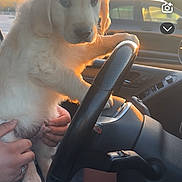 Aiko participe au concours pour gagner de l'argent avec cette photo : animal, bodypart, canine, car, cushion, dog, driving, electronics, finger, goldenretriever, hand, homedecor, mobilephone, person, pet, phone, puppy, text, transportation, vehicle