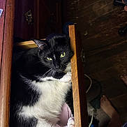 Skye is registered to the contest to win money with this photo: cat, tuxedo_cat, black_and_white, green_eyes, feline, pet, animal, close_up, portrait, sitting, wooden_cabinet, wood, indoors, sunlight, whiskers, paws, fur, curious, funny, photography