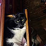 cat, tuxedo_cat, black_and_white, green_eyes, feline, pet, animal, close_up, portrait, sitting, wooden_cabinet, wood, indoors, sunlight, whiskers, paws, fur, curious, funny, photography