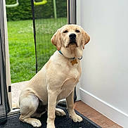Rudolph a rejoint le concours — aidez-le/la à gagner de superbes lots ! animal, bone_tag, canine, collar, dog, domestic_animal, doorway, garden, grass, greenery, indoor, labrador_retriever, mat, outdoor, pet, quiet, sitting, swing, tile_floor, white_wall