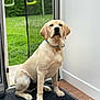 animal, bone_tag, canine, collar, dog, domestic_animal, doorway, garden, grass, greenery, indoor, labrador_retriever, mat, outdoor, pet, quiet, sitting, swing, tile_floor, white_wall