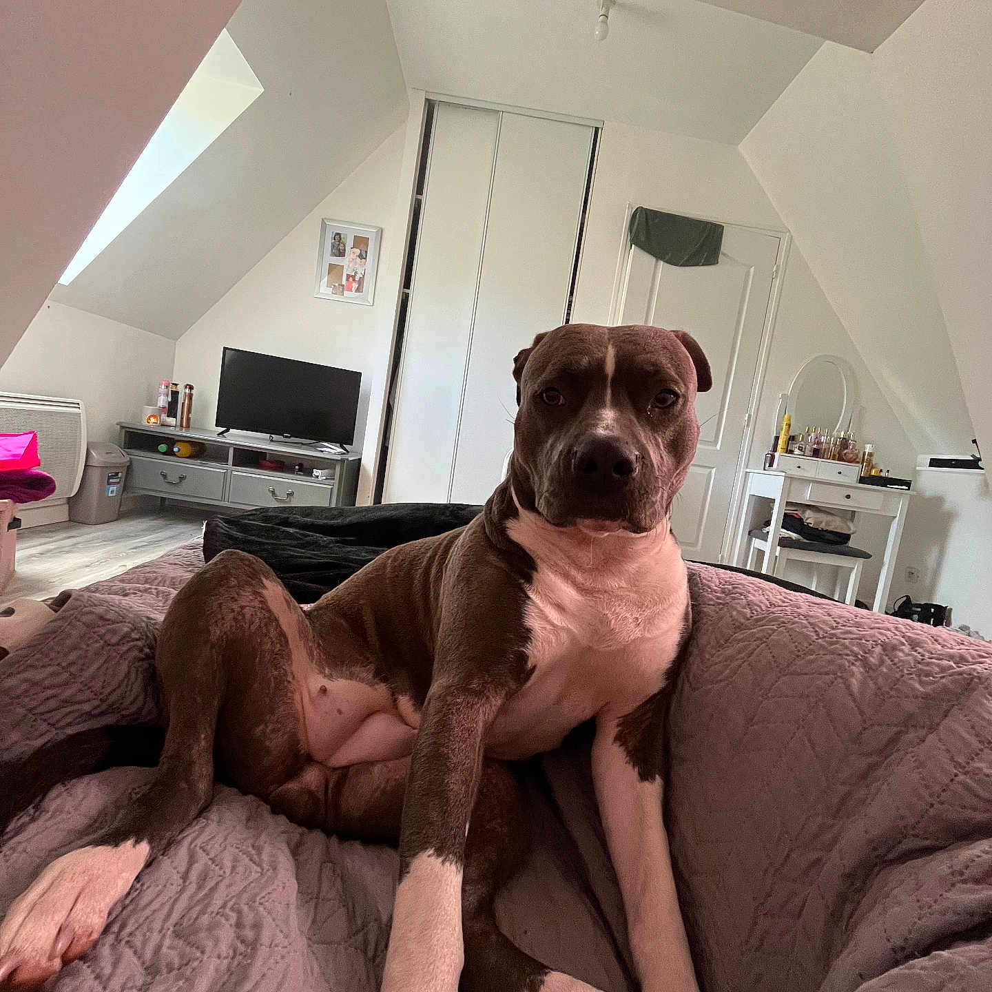 Roxy