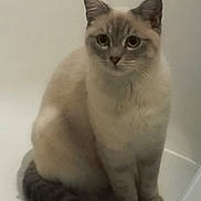 Gaïa participe au concours pour gagner de l'argent avec cette photo : cat, animal, pet, feline, sitting, tail, ears, whiskers, fur, indoor, white_background, cute, calm, portrait, friendly, domestic, eyes, soft_light, furry, quiet