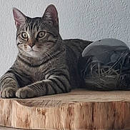 Simba participe au concours pour gagner de l'argent avec cette photo : cat, tabby, wooden_slab, skull_object, indoor, pet, animal, feline, texture, wall, curious, resting, closeup, side_view, domestic, quiet, cozy, decor, still_life, calm