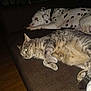 cat, dog, tabby_cat, dalmatian, pet, animal, indoor, couch, relaxing, resting, fur, sleepy, domestic, companions, brown_couch, wooden_floor, collar, spot_pattern, whiskers, paws
