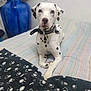 dalmatian, dog, pet, bed, blanket, striped, black_spots, white_coat, collar, indoor, blue_vase, furniture, resting, animal, canine, portrait, calm, domestic, laying, spot_pattern