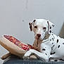 animal, black_spots, calm, couch, dalmatian, dog, domestic, furniture, home, indoor, leather, living_room, looking, paw, pet, pillow, relaxed, resting, spotted, white