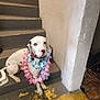 animal, calm, collar, companionship, cute, dalmatian, decorative, dog, floor, flower_lei, indoor, leash, pet, portrait, resting, spotted, stairs, step, wall, white_dog