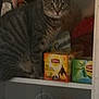 Pussy participe au concours pour gagner de l'argent avec cette photo : american_shorthair, california_spangled, carnivoran, cat, cat_like_mammal, cat_supply, chartreux, domestic_short_haired_cat, dragon_li, european_shorthair, fauna, kitten, korat, small_to_medium_sized_cats, snout, tabby_cat, whiskers
