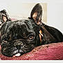 Yoda participe au concours pour gagner de l'argent avec cette photo : bulldog, carnivoran, companion_dog, dog, dog_breed, dog_collar, dog_like_mammal, ear, french_bulldog, non_sporting_group, nose, olde_english_bulldogge, snout, toy_bulldog, whiskers