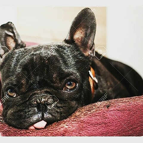 Yoda