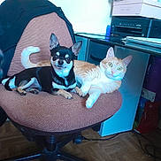 Tokyo a rejoint le concours — aidez-le/la à gagner de superbes lots ! dog, cat, chair, office, printer, orange_tabby, black_and_tan_dog, pet, floor, box, desk, computer_accessories, curious, indoor, resting, looking_at_camera, furniture, cozy, companion, animal