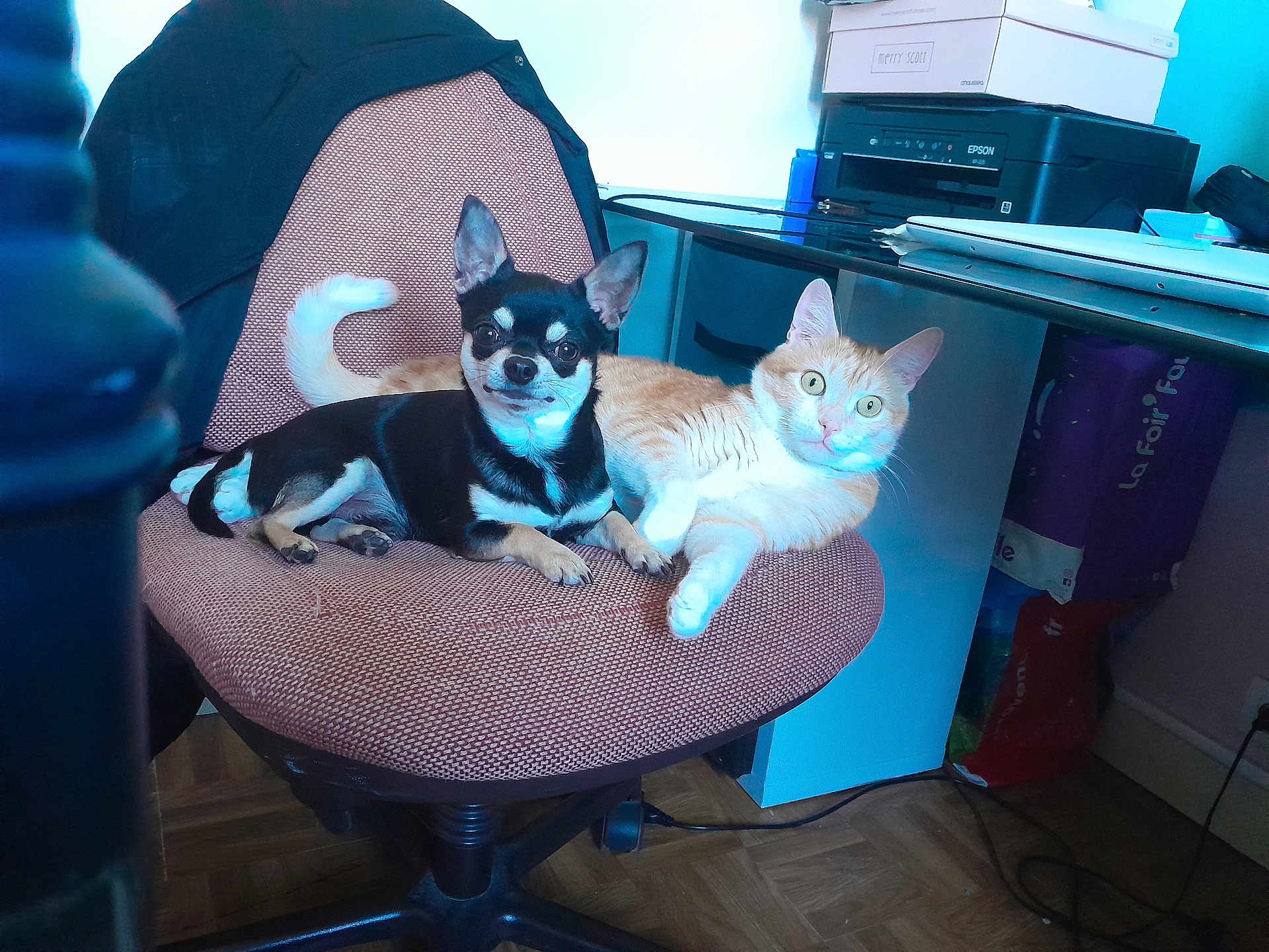 Tokyo a rejoint le concours — aidez-le/la à gagner de superbes lots ! dog, cat, chair, office, printer, orange_tabby, black_and_tan_dog, pet, floor, box, desk, computer_accessories, curious, indoor, resting, looking_at_camera, furniture, cozy, companion, animal