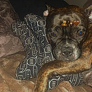 Fleur participe au concours pour gagner de l'argent avec cette photo : animal, bark, blanket, bone_shaped_pillow, brindle, canine, close_up, cozy, cute, dog, fur, home, indoor, paw, pet, pillow, resting, sleepy, speech_bubbles, woof