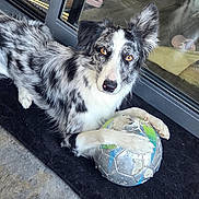 Naya participe au concours pour gagner de l'argent avec cette photo : dog, merle_coat, soccer_ball, indoor, black_mat, glass_door, reflection, slippers, floor_tiles, pet, animal, playing, curious, lying_down, bright_eyes, furniture, home_interior, domestic, companion, casual
