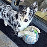 dog, merle_coat, soccer_ball, indoor, black_mat, glass_door, reflection, slippers, floor_tiles, pet, animal, playing, curious, lying_down, bright_eyes, furniture, home_interior, domestic, companion, casual
