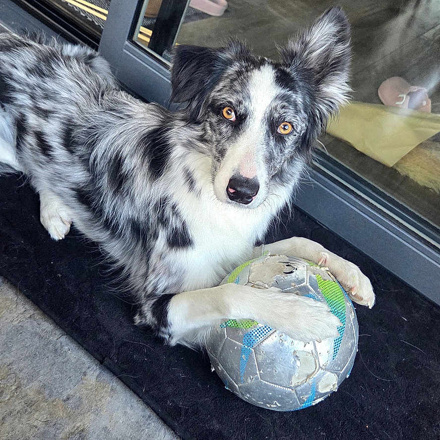 Naya participe au concours pour gagner de l'argent avec cette photo : dog, merle_coat, soccer_ball, indoor, black_mat, glass_door, reflection, slippers, floor_tiles, pet, animal, playing, curious, lying_down, bright_eyes, furniture, home_interior, domestic, companion, casual