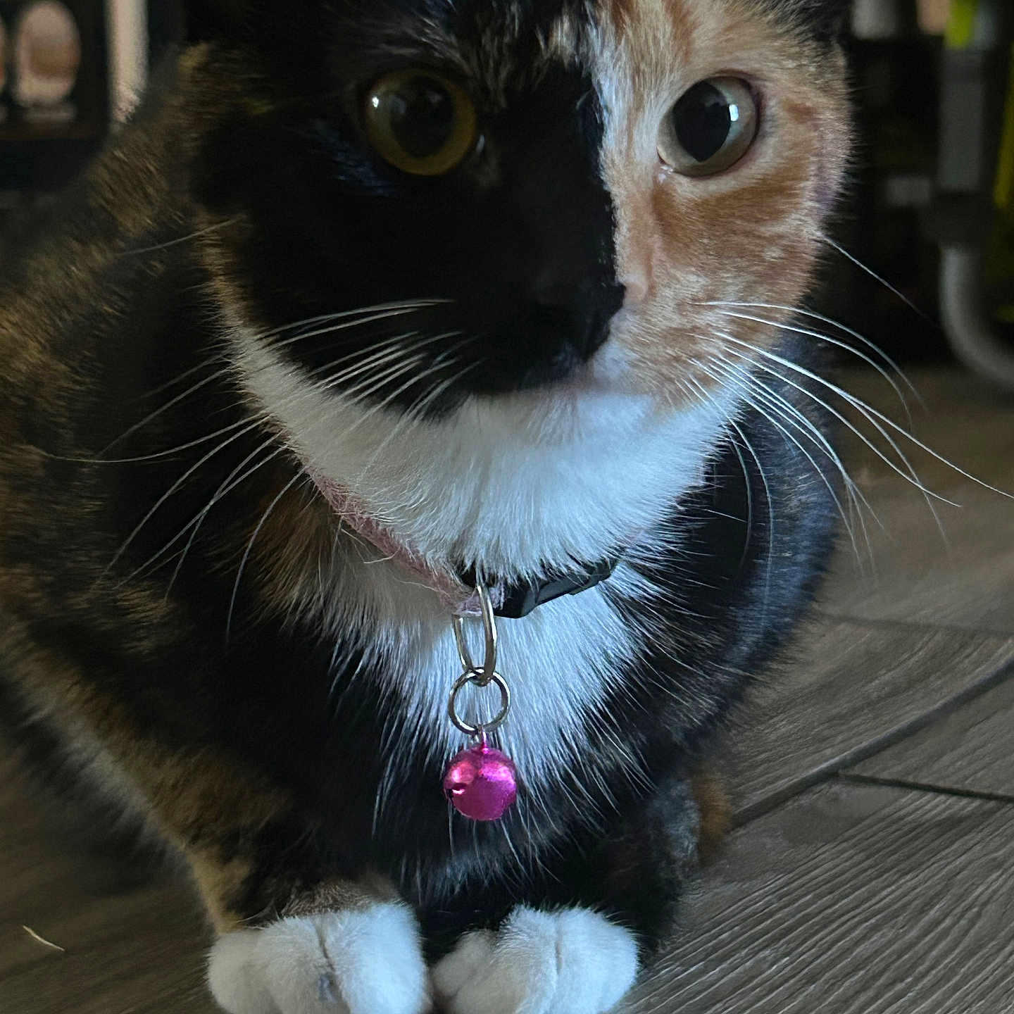 Winnie is registered to the contest to win money with this photo: animal, bell, calico_cat, cat, closeup, collar, cute, domestic_cat, eyes, face, feline, floor, fur, indoor, mammal, paws, pet, sitting, whiskers, wooden_floor