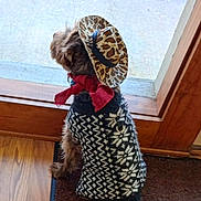 Jax is registered to the contest to win money with this photo: dog, small_dog, pet, sweater, hat, cowboy_hat, bandana, looking_out, door, doorway, welcome_mat, hardwood_floor, window, indoor, costume, patterned_clothing, brown_fur, sitting, back_view, curb_outside