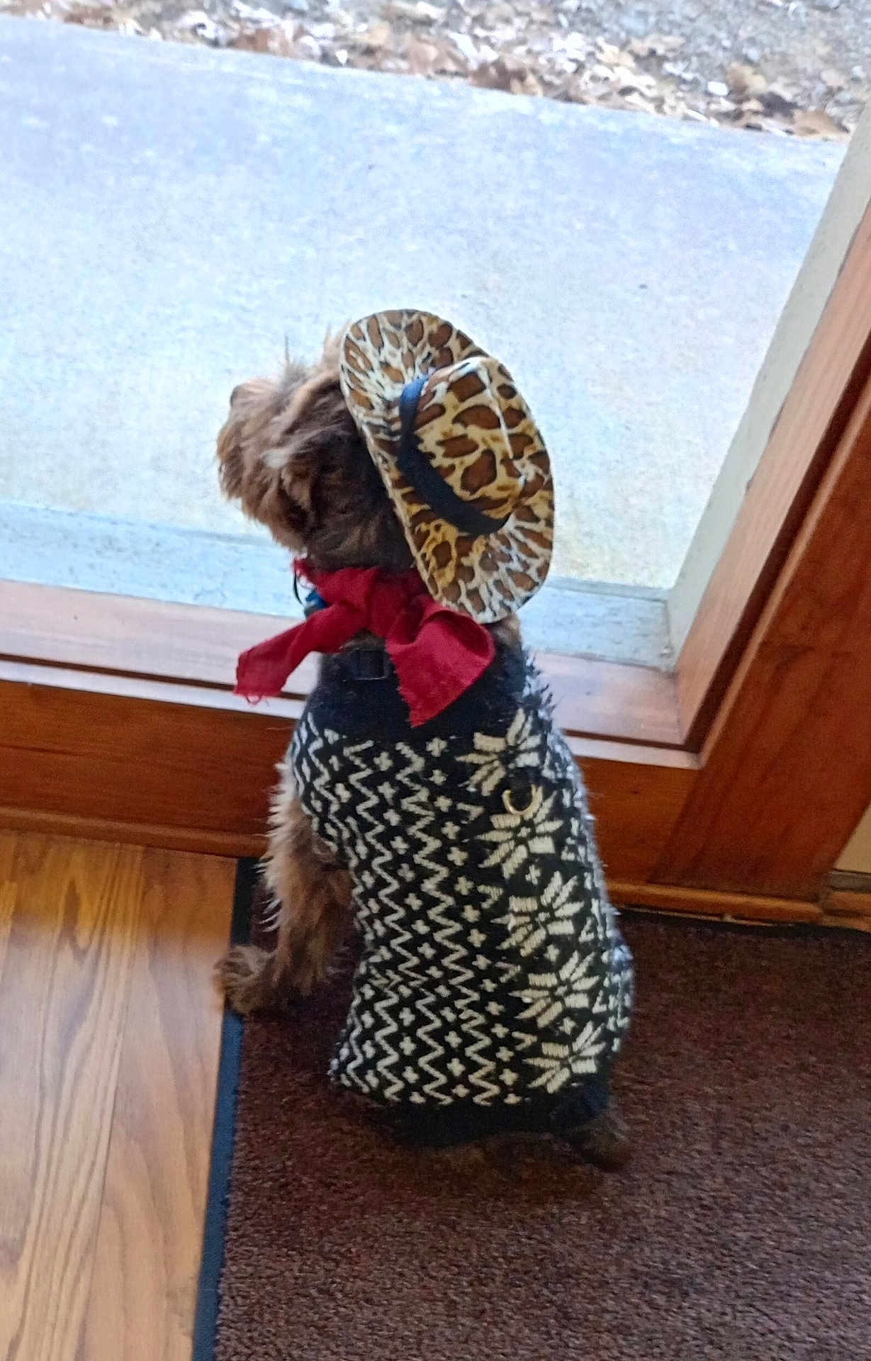 Jax is registered to the contest to win money with this photo: dog, small_dog, pet, sweater, hat, cowboy_hat, bandana, looking_out, door, doorway, welcome_mat, hardwood_floor, window, indoor, costume, patterned_clothing, brown_fur, sitting, back_view, curb_outside