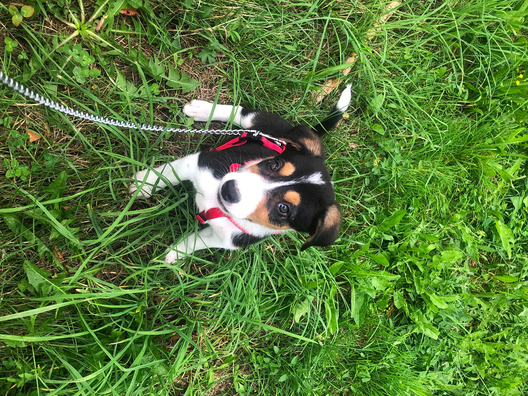 Sparrow a rejoint le concours — aidez-le/la à gagner de superbes lots ! canidae, carnivore, collar, companion_dog, dog, dog_breed, dog_supply, grass, grassland, groundcover, meadow, pasture, plant, snout, soccer_ball, sporting_group, toy, whiskers, working_animal, working_dog