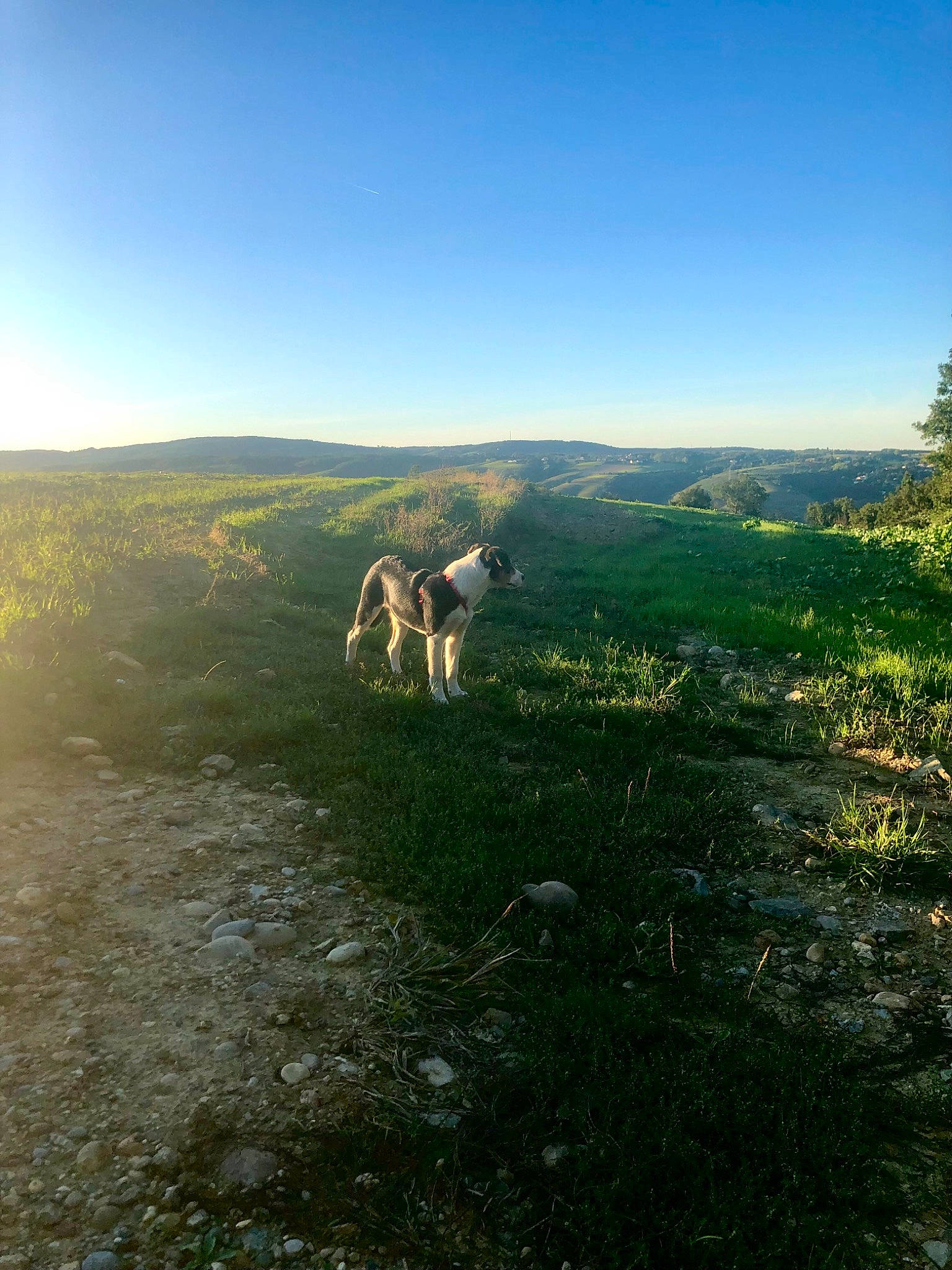 Sparrow a rejoint le concours — aidez-le/la à gagner de superbes lots ! azure, carnivore, dog_breed, ecoregion, fawn, grass, grassland, highland, horizon, landscape, meadow, mountain, mountainous_landforms, natural_landscape, plain, plant, road, sky, terrain, working_animal