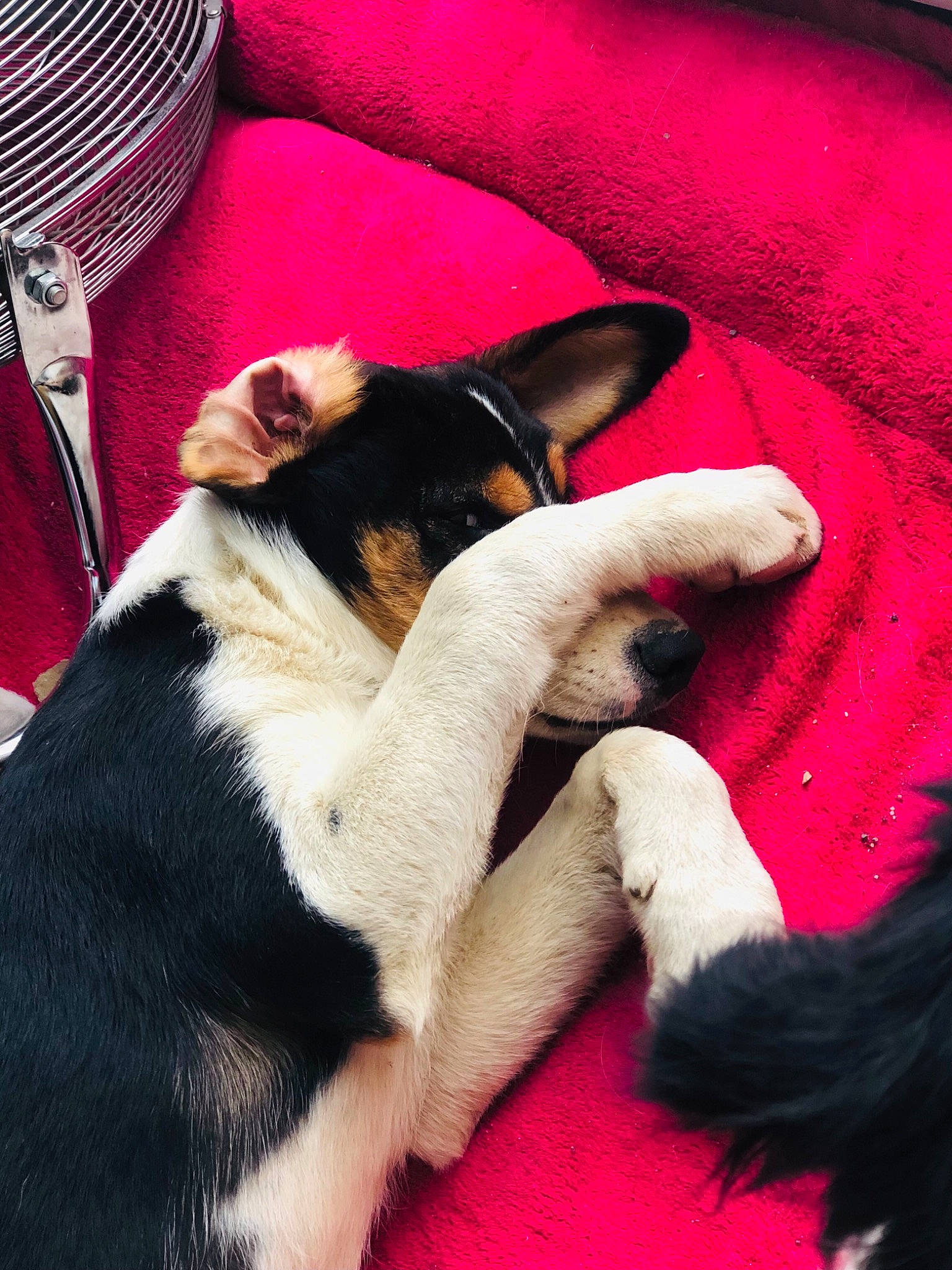 Sparrow a rejoint le concours — aidez-le/la à gagner de superbes lots ! canidae, carmine, carnivore, comfort, companion_dog, dog, dog_breed, fawn, fur, human_leg, lap, linens, magenta, nail, nap, paw, red, sporting_group, toy_dog, working_animal