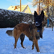Tokyo participe au concours pour gagner de l'argent avec cette photo : dog, german_shepherd, snow, outdoor, winter, tree, house, hedge, sunlight, pet, animal, canine, fur, collar, blue_sky, nature, yard, quiet, cold, daytime