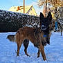 dog, german_shepherd, snow, outdoor, winter, tree, house, hedge, sunlight, pet, animal, canine, fur, collar, blue_sky, nature, yard, quiet, cold, daytime
