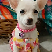 Baby Girl is registered to the contest to win money with this photo: dog, puppy, chihuahua, small_dog, white_dog, pet, animal, cute, clothing, necklace, heart_pendant, beads, indoor, blanket, patterned_blanket, soft_surface, sitting, portrait, young_dog, decor