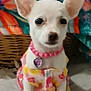 dog, puppy, chihuahua, small_dog, white_dog, pet, animal, cute, clothing, necklace, heart_pendant, beads, indoor, blanket, patterned_blanket, soft_surface, sitting, portrait, young_dog, decor