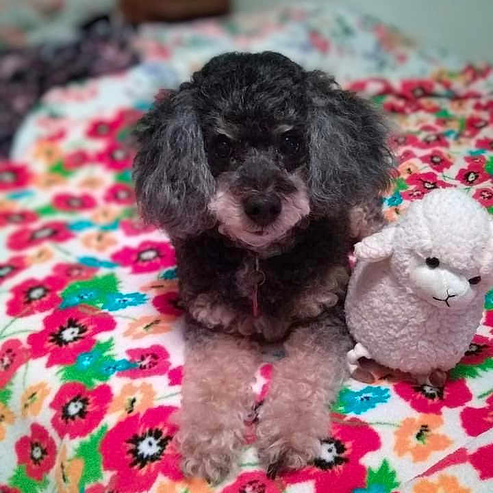 Jasper Tanner joined the competition — help win amazing prizes! animal, bed, bedroom, blanket, canine, cockerspaniel, cushion, dog, dogbed, furniture, homedecor, indoors, pet, poodle, puppy, quilt, room, snout, teddybear, toy