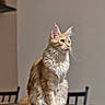 Haïdi a rejoint le concours — aidez-le/la à gagner de superbes lots ! cat, orange_cat, fluffy, long_hair, feline, pet, sitting, portrait, whiskers, ears, yellow_eyes, table, dining_room, chairs, indoor, home, wood, furniture, animal, photography