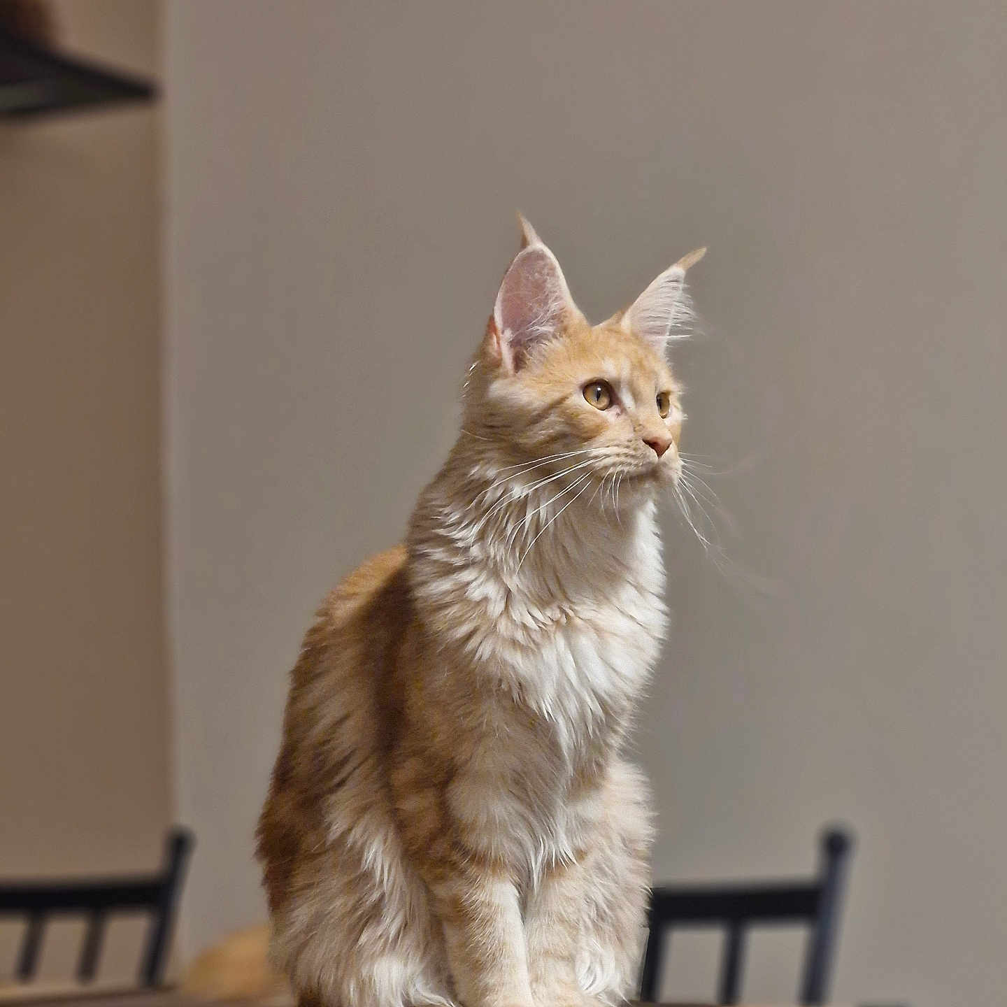 Haïdi a rejoint le concours — aidez-le/la à gagner de superbes lots ! cat, orange_cat, fluffy, long_hair, feline, pet, sitting, portrait, whiskers, ears, yellow_eyes, table, dining_room, chairs, indoor, home, wood, furniture, animal, photography