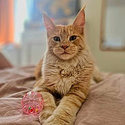 Haïdi participe au concours pour gagner de l'argent avec cette photo : cat, ginger_cat, orange_fur, fluffy, long_hair, pet, animal, portrait, front_view, sitting, bed, bedroom, pink_toy, toy_ball, whiskers, ears, eyes, indoor, soft_lighting, home