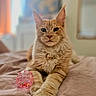 cat, ginger_cat, orange_fur, fluffy, long_hair, pet, animal, portrait, front_view, sitting, bed, bedroom, pink_toy, toy_ball, whiskers, ears, eyes, indoor, soft_lighting, home