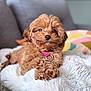 blanket, brown, close_up, collar, couch, cozy, curly_fur, cute, dog, eyes, fur, indoor, nose, pet, pink_collar, plush_blanket, portrait, puppy, small_dog, sofa